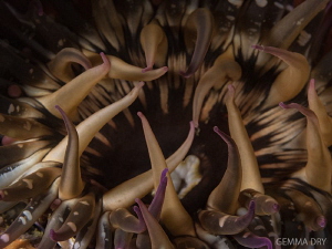 One of our stunning anemones on Preksteel reef that we ca... by Gemma Dry 